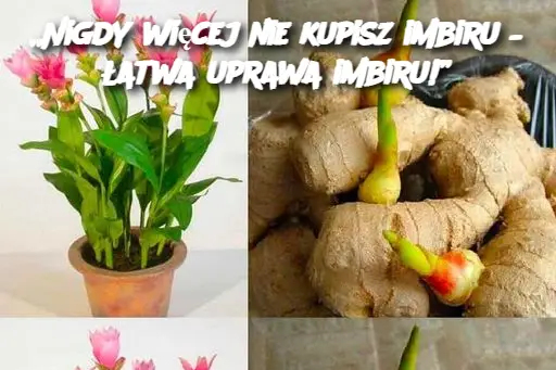 Nigdy więcej nie kupisz imbiru – łatwa uprawa imbiru