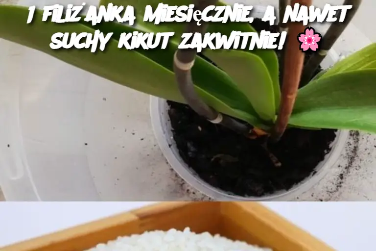 1 filiżanka miesięcznie, a nawet suchy kikut zakwitnie! 🌸